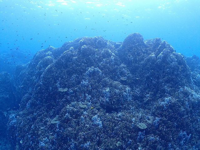 圧巻の珊瑚の群生！秘境！大浦湾でダイビング！【R-MATES Okinawa Diving Club】