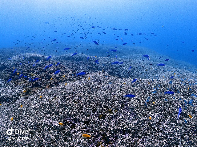 沖縄ダイビング 慶良間 サンゴ