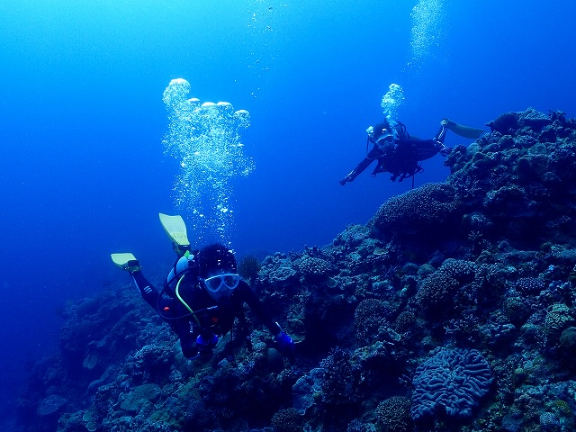 ダイビング トコマサリ礁東