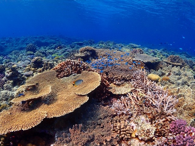 綺麗な珊瑚