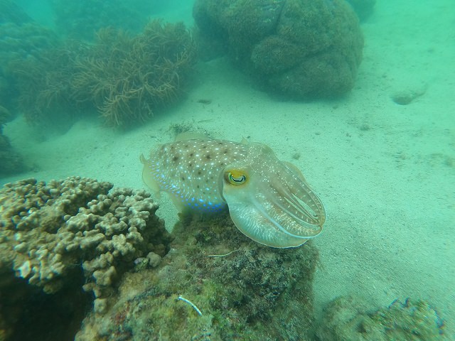 沖縄 ダイビング コブシメ