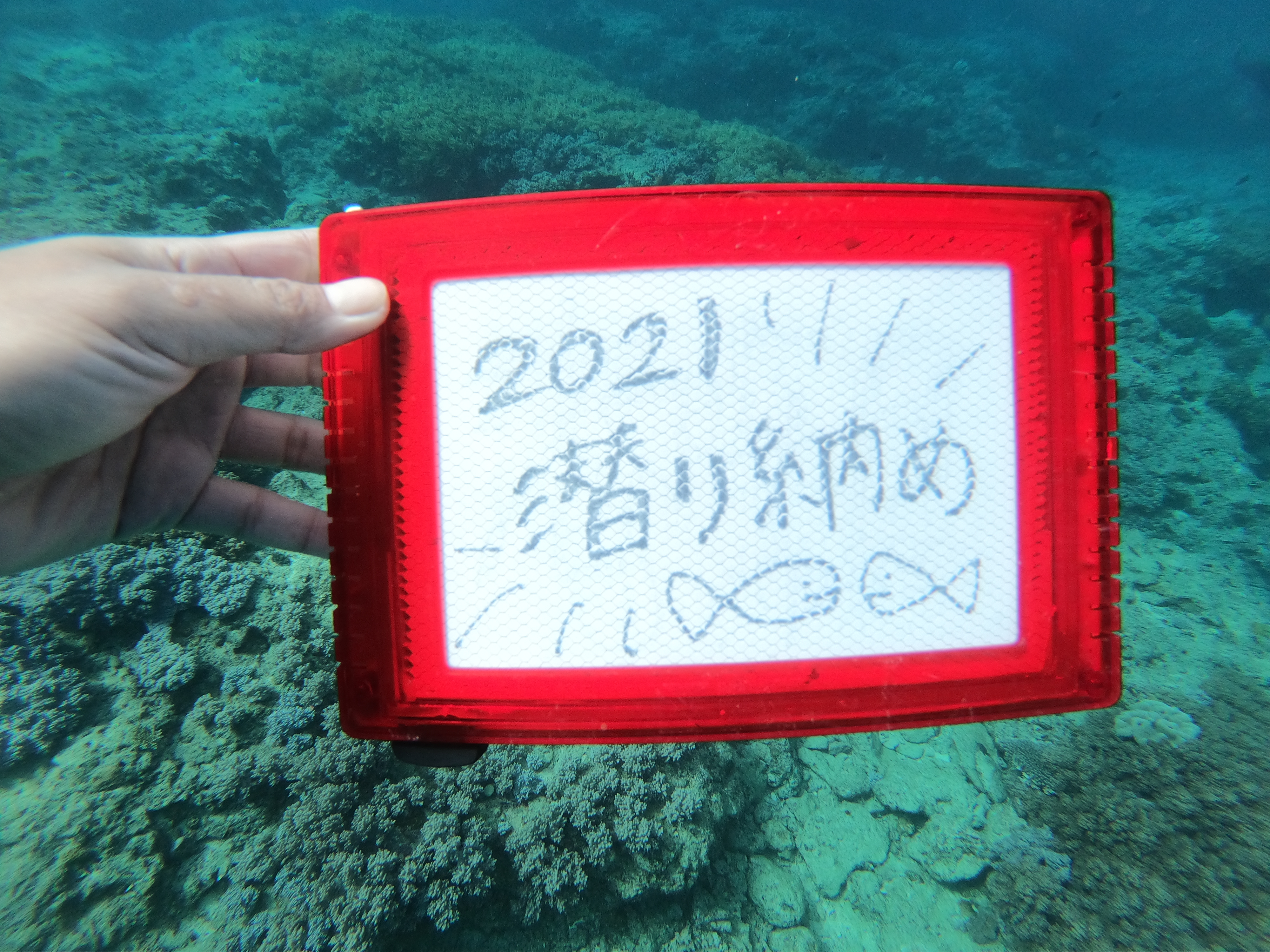 慶良間ファンダイビングと残波ファンダイビングで2021年潜り納め＼(^o^)／【R-MATES Okinawa Diving Club】